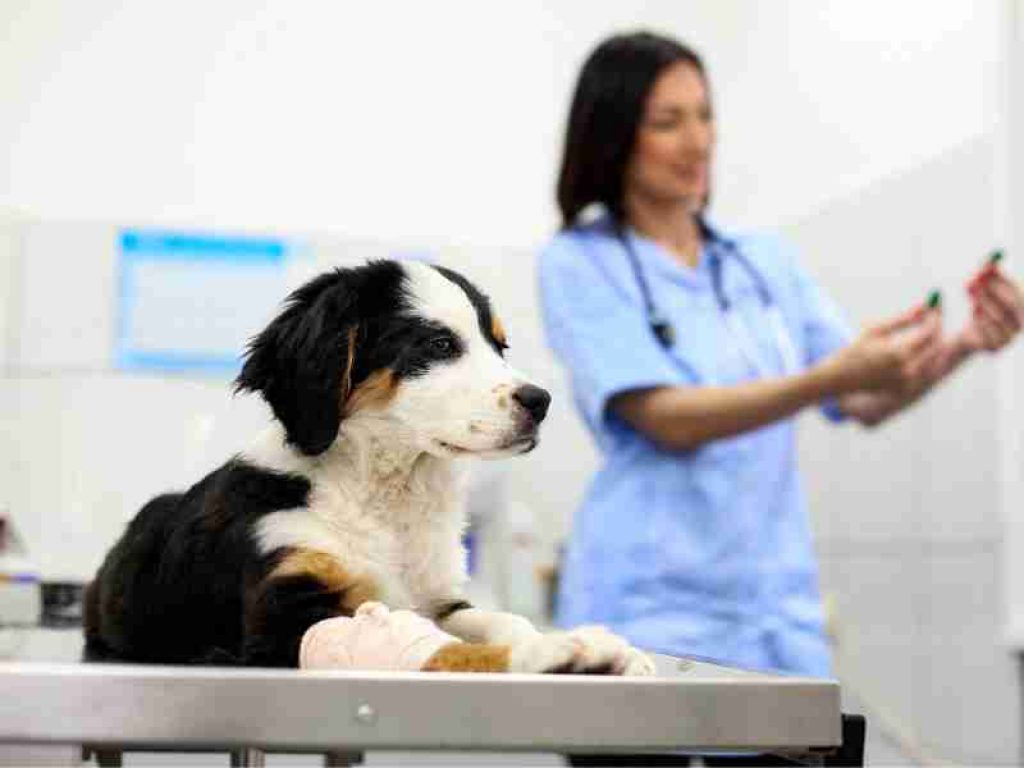 How to become a veterinary nurse?
