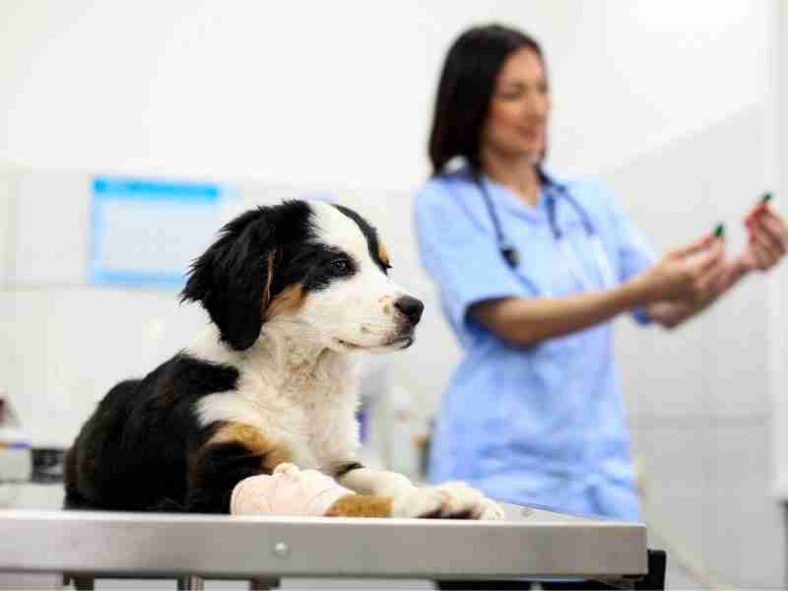 How To A Veterinary Nurse? Nurse