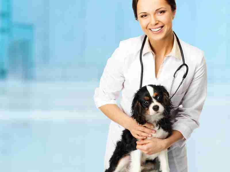 How To A Veterinary Nurse? Nurse