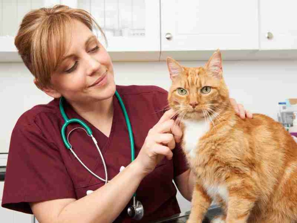 How much does a Veterinary Nurse make?