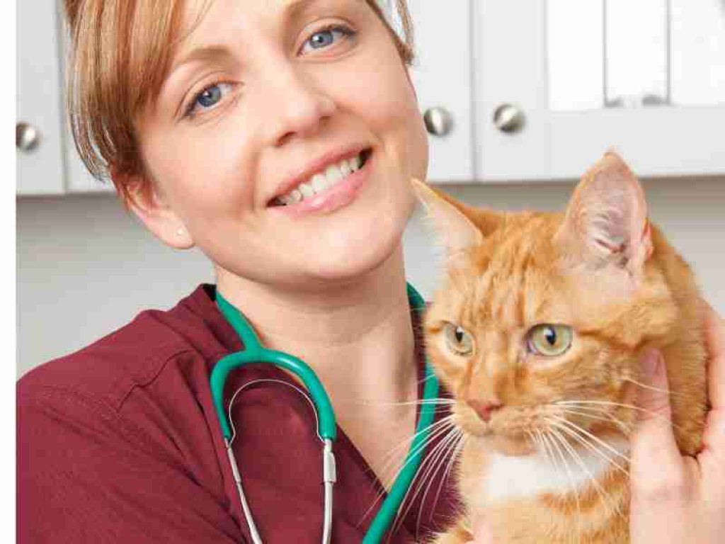 What is a Veterinary Nurse?