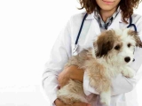 How To Become A Veterinary Nurse?